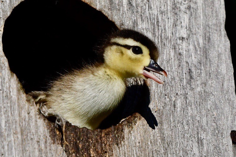 Wood Duck duckling emerging from nest box by Kim LeBlanc; permission required for use.